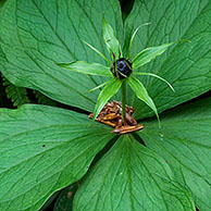 Eenbes (Paris quadrifolia) in bos, België