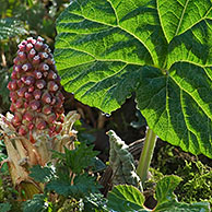 Groot hoefblad (Petasites hybridus), België