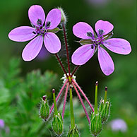 Gewone reigersbek (Erodium cicutarium), België