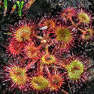 Ronde zonnedauw (Drosera rotundifolia), België
