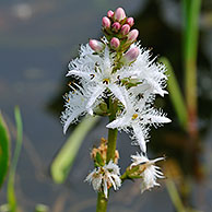 Waterdrieblad / Waterklaver (Menyanthes trifoliata) in vijver, België
