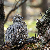 Bossneeuwhoen (Dendragapus canadensis) in de taiga, Denali NP, Alaska, USA