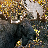 Eland (Alces alces) in de taiga, Denali NP, Alaska, USA
