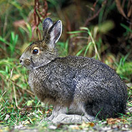 Amerikaanse haas / Amerikaanse Sneeuwhaas  (Lepus Americanus) in de taiga, Denali NP, Alaska, USA