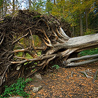 Boomwortels van omgewaaide beuk (Fagus sylvatica) in bos in de herfst, Duitsland