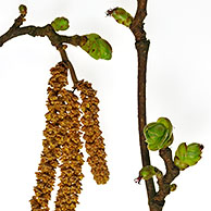 Hazelaar (Corylus avellana) mannelijke katjes, België