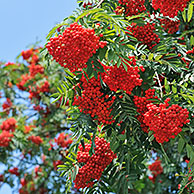 Rode bessen van Wilde lijsterbes (Sorbus aucuparia), België
