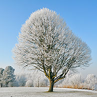 Berijpt parklandschap met beuk (Fagus sylvatica), België
