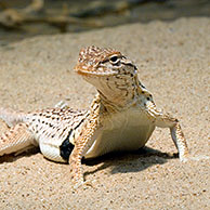 Yuman Desert Fringe-toed Lizard (Uma rufopunctata), Arizona, USA