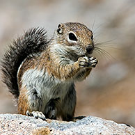 Harrisgrondeekhoorn (Ammospermophilus harrisii) op Saguaro cactus (Carnegiea gigantea), Organ Pipe Cactus National Monument, Arizona, USA