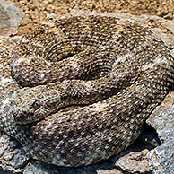 Gespikkelde ratelslang (Crotalus mitchellii) Arizona, USA