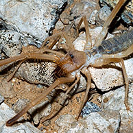 Kameelspin / Rolspin (Solifugae sp.), Organ Pipe Cactus National Monument, Arizona, USA