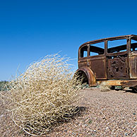 Loogkruid / Tumbleweed (Salsola tragus / Salsola iberica), Arizona, USA