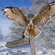 Oehoe (Bubo bubo) in de sneeuw in winter. Digital composite