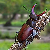 Vliegend hert (Lucanus cervus). Digital composite