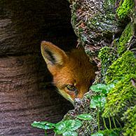 Schuwe rode vos (Vulpes vulpes) in holle boomstam