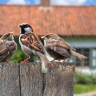 Huismus (Passer domesticus) met bedelende jongen in tuin. Digital composite