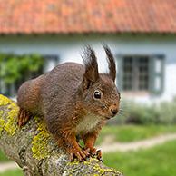 Rode eekhoorn (Sciurus vulgaris) in tuin. Digital composite