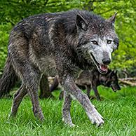 Mackenzie Valley wolf (Canis lupus occidentalis)