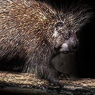 Noord-Amerikaans boomstekelvarken (Erethizon dorsatum)