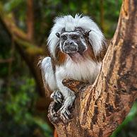 Pinchéaapje (Saguinus oedipus). Digital composite