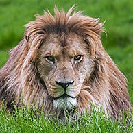 Berberleeuw / atlasleeuw / Barbarijse leeuw (Panthera leo leo)