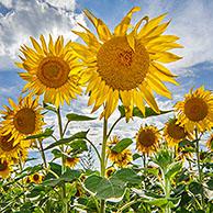 Veld met zonnebloemen (Helianthus annuus)