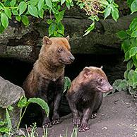 Boshond (Speothos venaticus) met jong aan nestingang