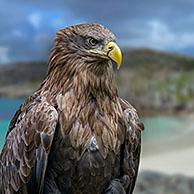 Europese zeearend (Haliaeetus albicilla). Digital composite