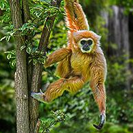 Withandgibbon of lar (Hylobates lar). Digital composite