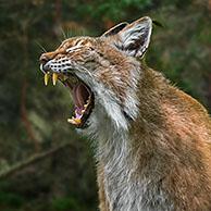 Centraal-Azië Siberische lynx (Lynx lynx wrangeli). Digital composite