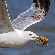 Zolvermeeuw (Larus argentatus) kijkt naar strandkrab (Carcinus maenas) op strand