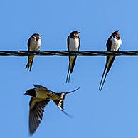 Boerenzwaluwen (Hirundo rustica)