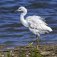 Juveniele kleine zilverreiger (Egretta garzetta)