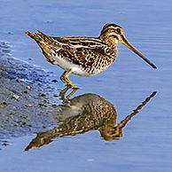 Watersnip (Gallinago gallinago)