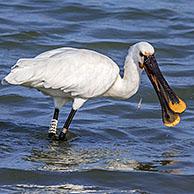 Lepelaar (Platalea leucorodia)