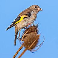 Putter / distelvink (Carduelis carduelis) juveniel