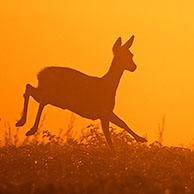 Vluchtende reeën (Capreolus capreolus) bij zonsondergang