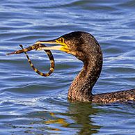 Aalscholver (Phalacrocorax carbo) met gevangen grote zeenaald (Syngnathus acus) in bek