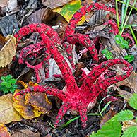 Inktviszwam (Clathrus archeri / Lysurus archeri)