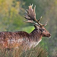 Damhert (Dama dama) in de herfst