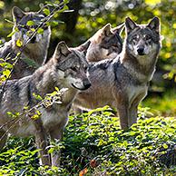 Europese wolven (Canis lupus lupus)
