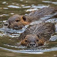 Beverrat / nutria (Myocastor coypus) juveniel