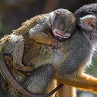 Boliviaans doodshoofdaapje (Saimiri boliviensis peruviensis) met jong