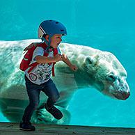 Bezoekers nemen selfies met ijsbeer (Ursus maritimus / Thalarctos maritimus) in dierentuin