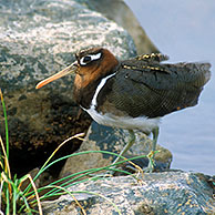 Goudsnip (Rostratula benghalensis) in het Kruger Nationaal Park, Zuid-Afrika