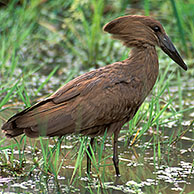 Hamerkop (Scopus umbretta) in het Kruger NP, Zuid-Afrika