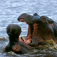 Vechtende nijlpaarden (Hippopotamus amphibius) in waterpoel in het Kruger NP, Zuid-Afrika