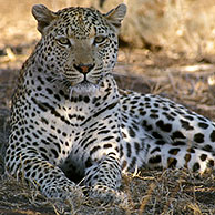 Afrikaanse luipaard (Panthera pardus pardus) in het Kruger Nationaal Park, Zuid-Afrika