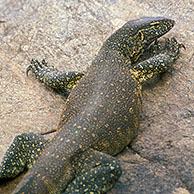 Nijlvaraan (Varanus niloticus) op rots in het Kruger Nationaal Park, Zuid-Afrika